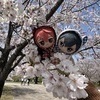 真冬さんのプロフィール画像