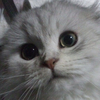 ちょこチル
