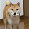 こたろうさんのプロフィール画像