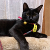 黒猫ziziさんのプロフィール画像