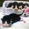☆保護猫活動★TNRさんのプロフィール画像