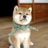 ぽんぽこさんのプロフィール画像