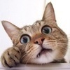 猫じいじさんのプロフィール画像