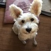 オウシユウさんのプロフィール画像