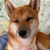 なおとんさんさんのプロフィール画像