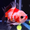 なり金魚・メダカさんのプロフィール画像