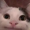 ねこさんのプロフィール画像