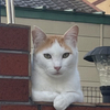hanedaさんのプロフィール画像