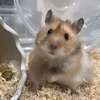おもちまんじゅうさんのプロフィール画像