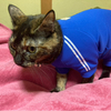 ちまねこさんのプロフィール画像