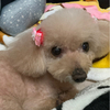りょうちゃんとわんさんのプロフィール画像