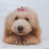 JEWEL DOGさんのプロフィール画像