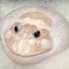 たまちゃんさんのプロフィール画像