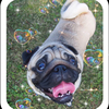 PUGさんのプロフィール画像