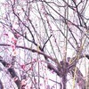 麵かためさんのプロフィール画像