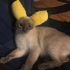 ねこぷぅさんのプロフィール画像