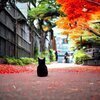mintさんのプロフィール画像
