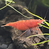 シュリンプ🦐さんのプロフィール画像