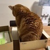 るるさんのプロフィール画像