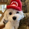 masaeさんのプロフィール画像