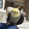 カレンダーさんのプロフィール画像