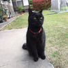 ねこねこさんのプロフィール画像