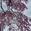 桜咲いたさんのプロフィール画像