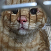 猫カツさんのプロフィール画像