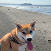 shiba tocoさんのプロフィール画像