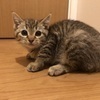 保護猫マチコさんのプロフィール画像