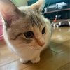 Harukaさんのプロフィール画像