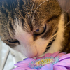 nanatsukiさんのプロフィール画像