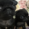 Pugさんのプロフィール画像