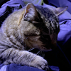 猫好きおじさんさんのプロフィール画像