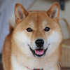 ダイスケさんのプロフィール画像