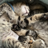 くろねこさんのプロフィール画像