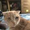 貨物軽自動車運送事業さんのプロフィール画像