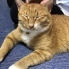 ぴーチャンさんのプロフィール画像