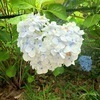 紫陽花さんのプロフィール画像