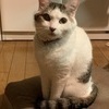 バタコさんのプロフィール画像