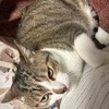 KAZUMIさんのプロフィール画像