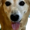 あいこさんのプロフィール画像