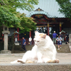 pinoさんのプロフィール画像