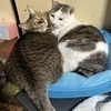 ケンボーさんのプロフィール画像