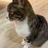 うさぎのミミさんのプロフィール画像