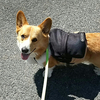ワンルカさんのプロフィール画像