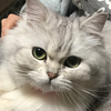 白さんのプロフィール画像