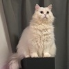 カクさんのプロフィール画像