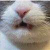 まつねこさんのプロフィール画像