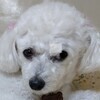 まんちゃんさんのプロフィール画像